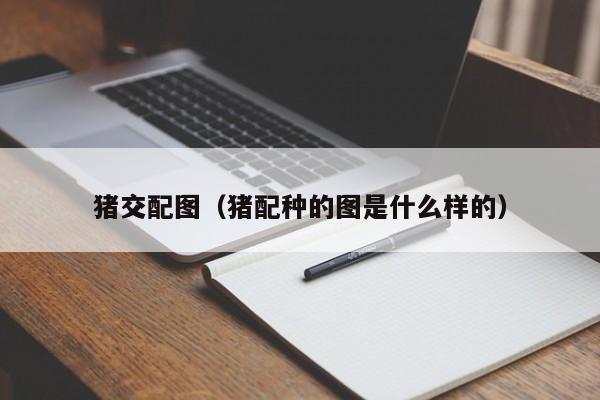 猪交配图(猪配种的图是什么样的)
