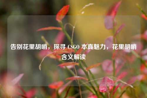 告别花里胡哨，探寻 CSGO 本真魅力，花里胡哨含义解读